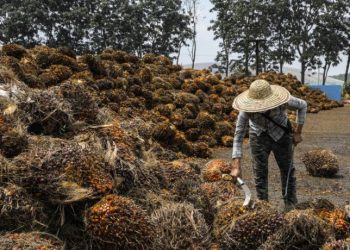 棕油高产量季节 为棕油市场带来压力