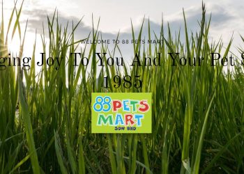 88 PETS MART 打造优质猫咪美容服务！