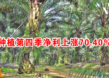 砂种植第四季净利上涨70.40%！