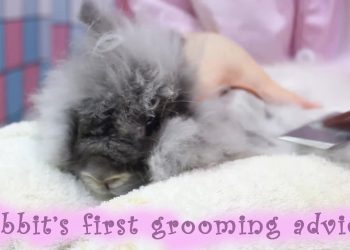 兔兔也爱美！88 PetsMart 提供专业兔子美容服务