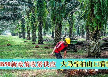 印尼B50新政策收紧供应 大马棕油出口看涨
