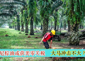 印尼棕油或获美零关税 大马冲击不大？