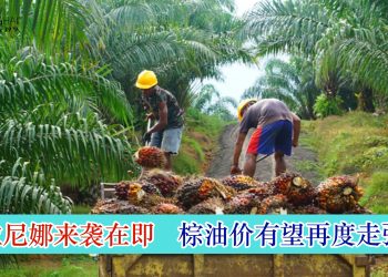 拉尼娜来袭在即 棕油价有望再度走强