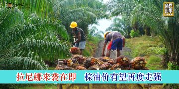 拉尼娜来袭在即 棕油价有望再度走强