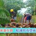 拉尼娜来袭在即 棕油价有望再度走强
